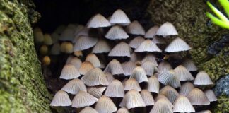 Czy musztarda przyspiesza metabolizm?