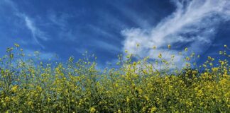 Jakie przyprawy są w musztardzie?