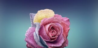 Czym się rożni polar od bluzy?