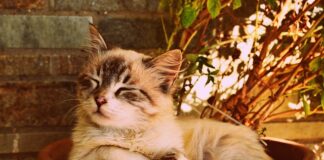 Co to znaczy że ktoś śpi w nogach?