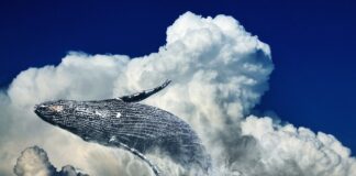 Co to jest free diving?