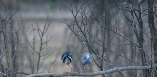 Jak skutecznie łowić okonie?