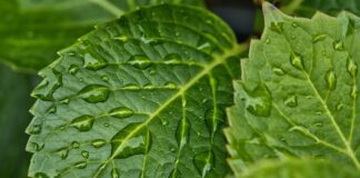 Jak pozbyć się wilgoci z namiotu?