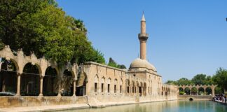 Jaki Tripod karpiowy?