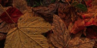 Jaką grubość żyłki do bata?