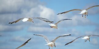 Jak rozszerzyć polar?