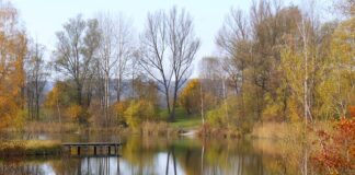 Gdzie szukać okonia pod lodem?