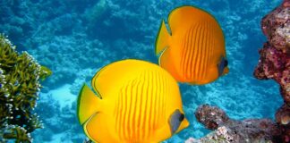 Ile czasu można nurkować z butlą?