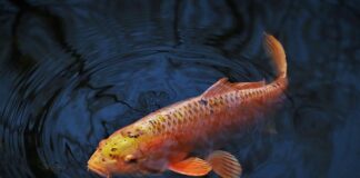 Jak ustawić wędkę na karpia? Jak ustawić wędkę na karpia?