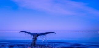 Jakie płetwy dla dzieci?