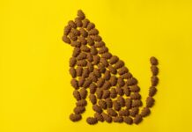 Karmy suche dla kotów – jak wybrać najlepszą dla swojego pupila? Karmy suche dla kotów