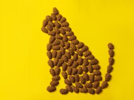 Karmy suche dla kotów