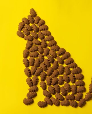 Karmy suche dla kotów – jak wybrać najlepszą dla swojego pupila? Karmy suche dla kotów